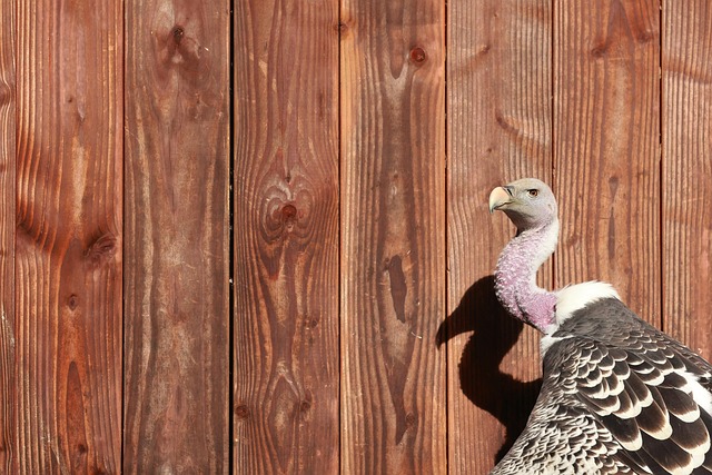 Как законно пройти процедуру банкротства: пошаговое руководство